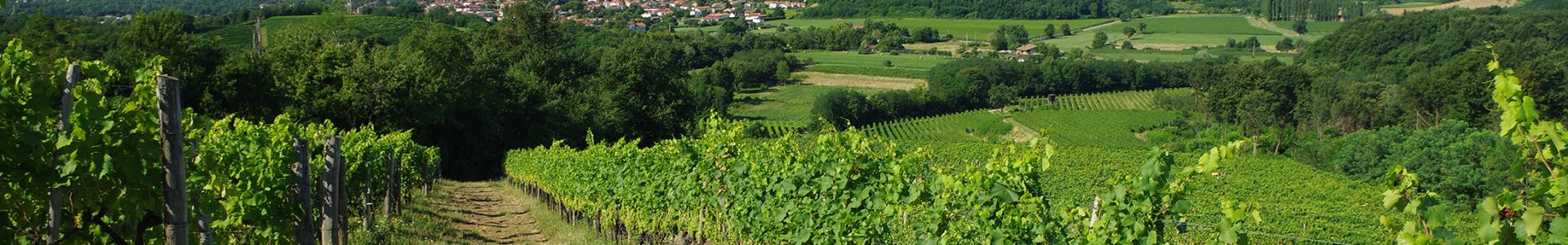 Wine making and cooking class in Collio