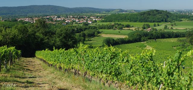 Wine making and cooking class in Collio