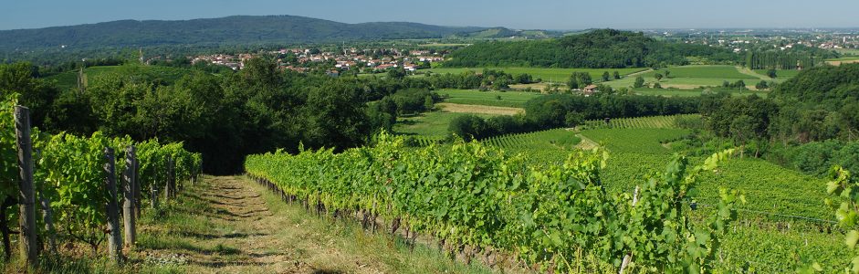 Wine making and cooking class in Collio